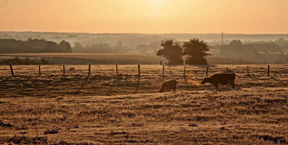 Brume matinale