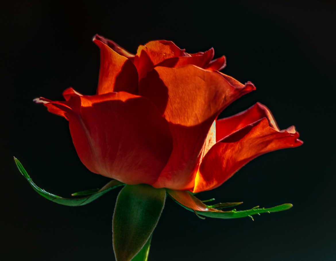 rose orange