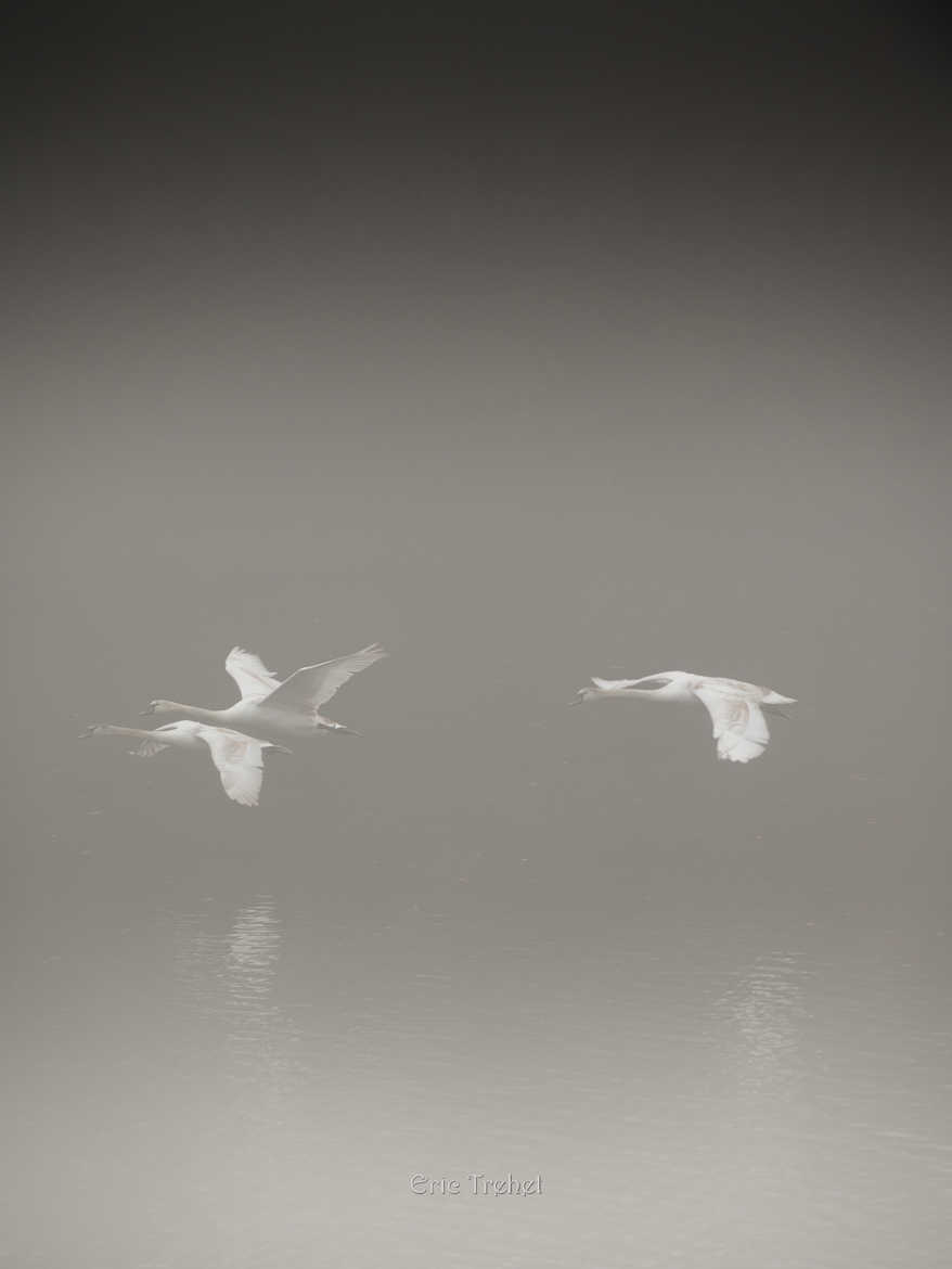 Swans in the fog