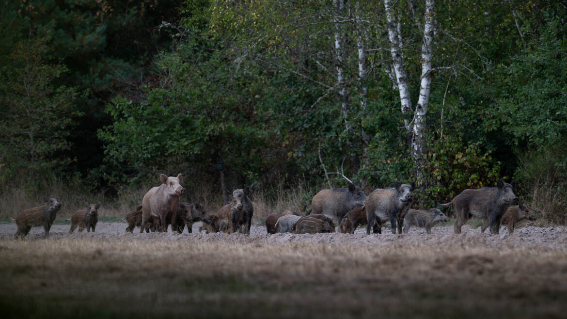 Compagnie de sangliers