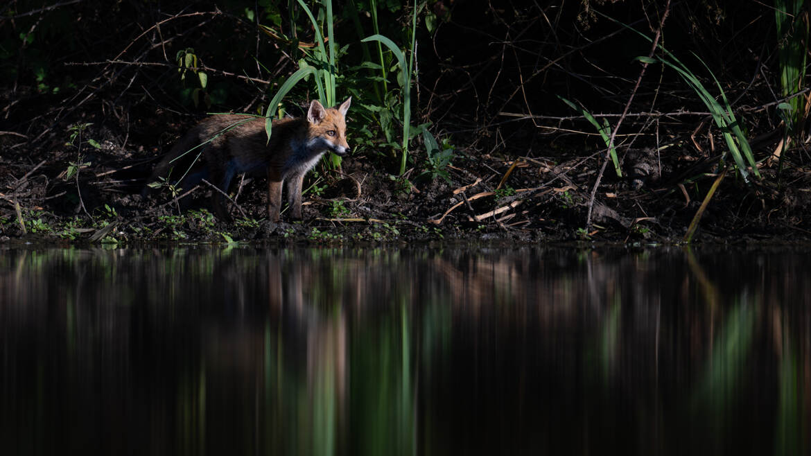 Renard d'eau