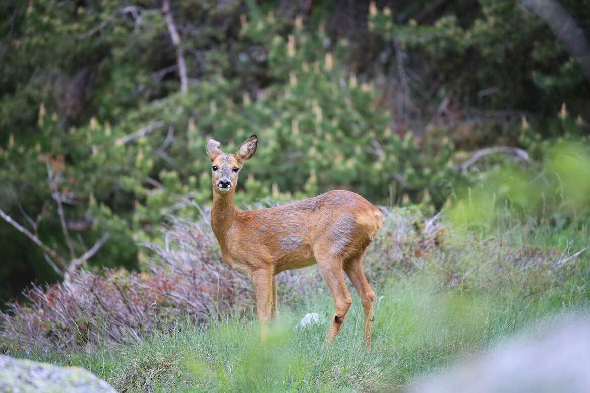 Les chasseurs sont absents.