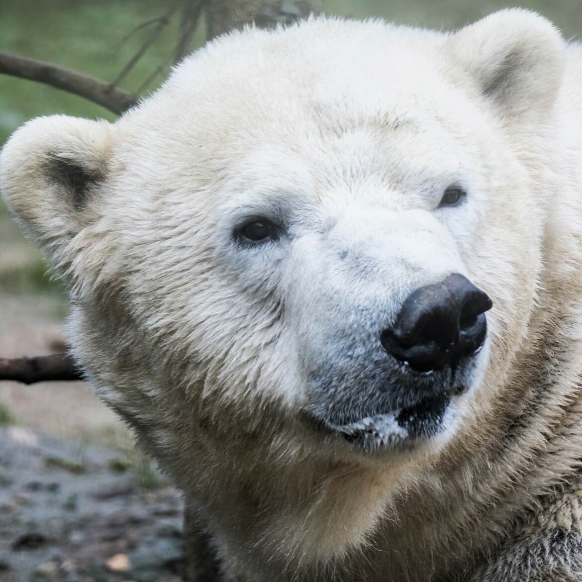 Portrait d'ours polaire