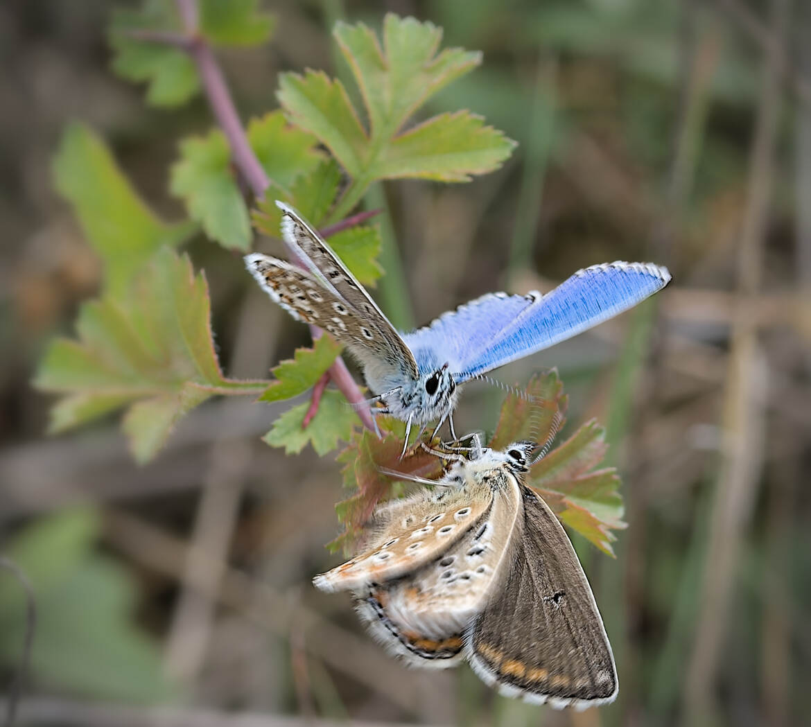 Chamaillerie conjugale