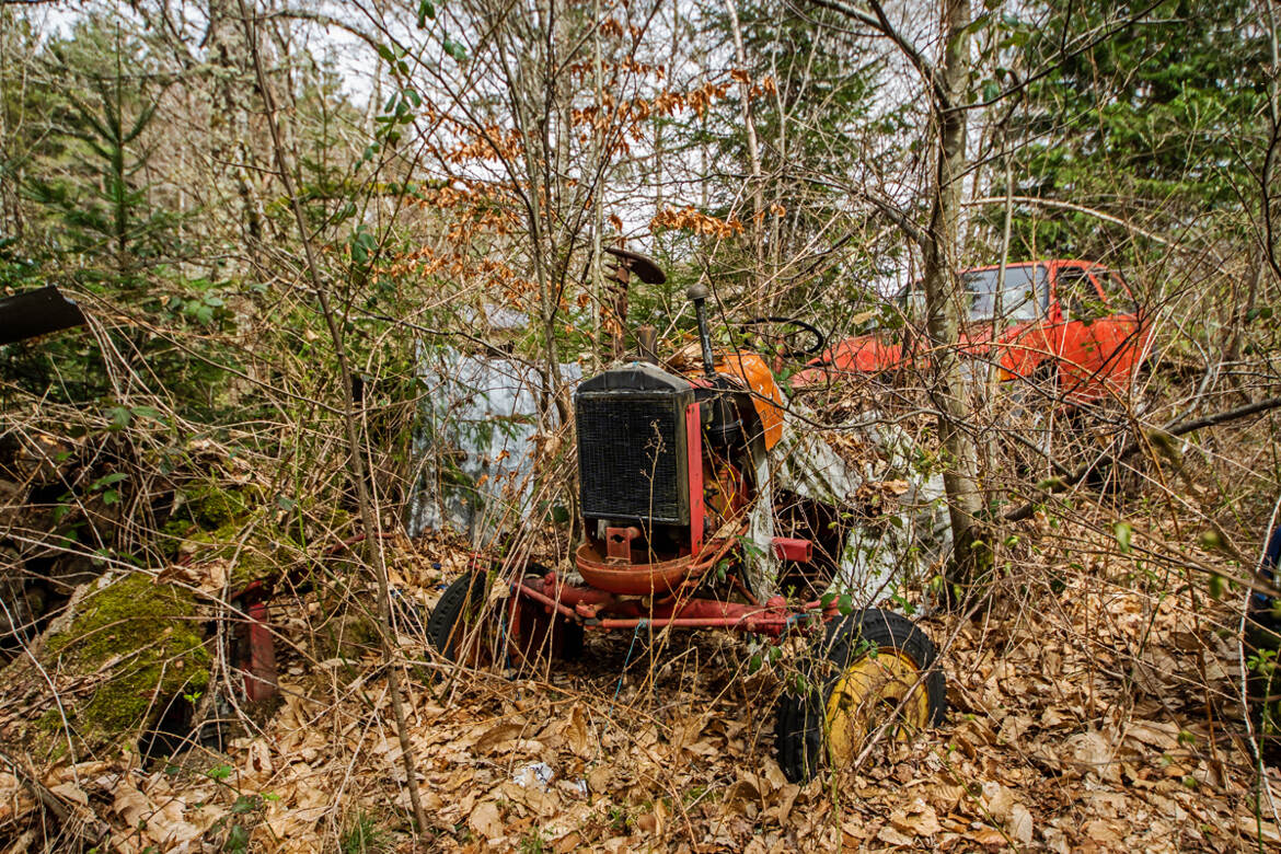 Petit à petit la nature reprend ses droits