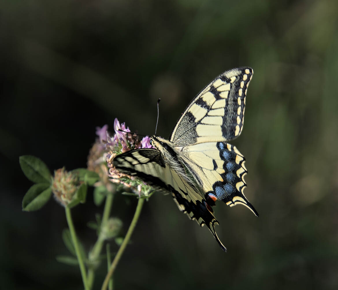 Machaon