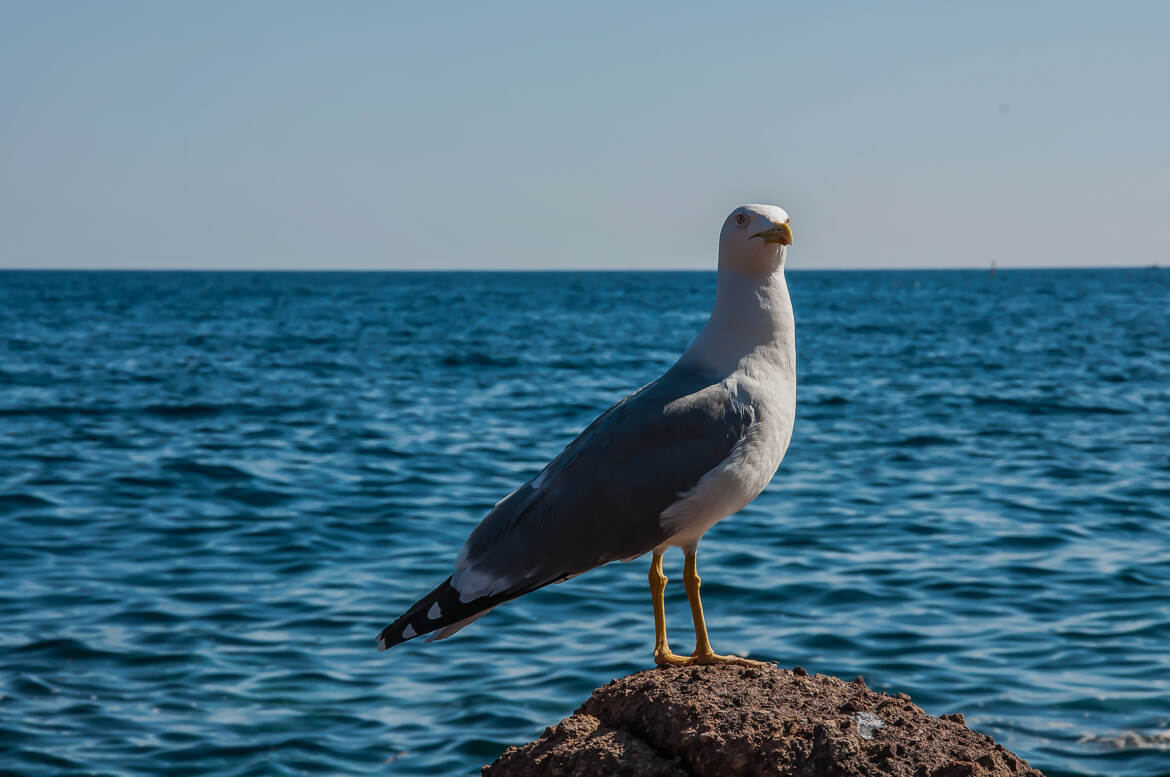 FIER sur son promontoire