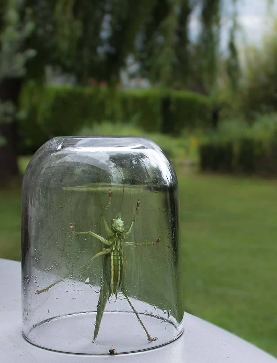 Sous cloche !