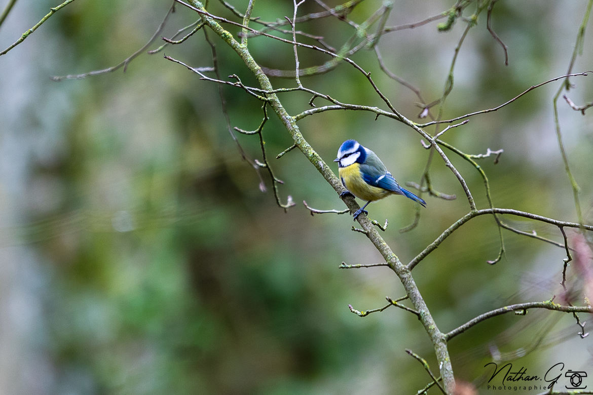 Mésange bleu