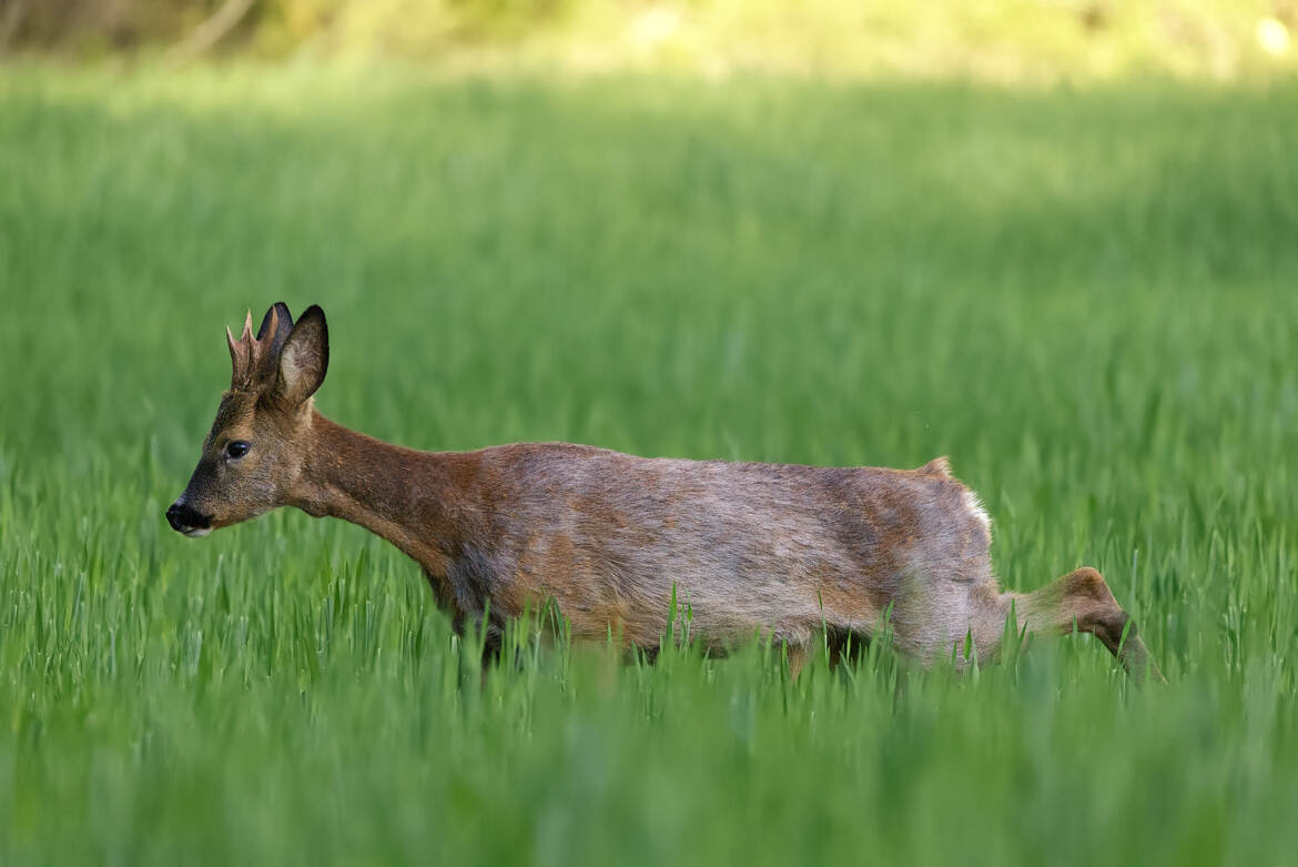 Désolé, je suis pressé...