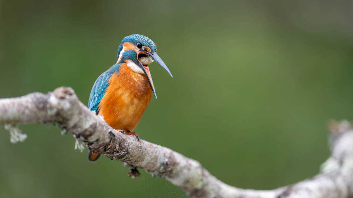 Attention ! la pelote de réjection va sortir