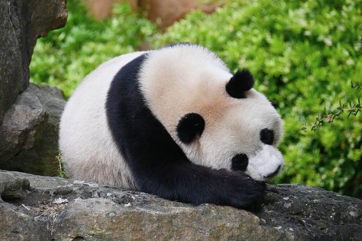 Une des jumelles née au Parc de Beauval