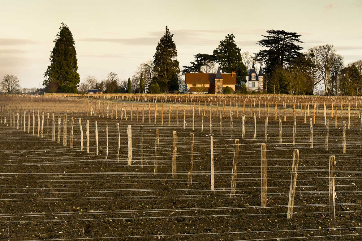 plantation de l'année vignoble