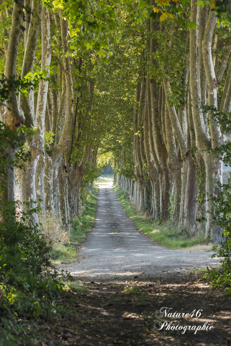 Allée Ombragé