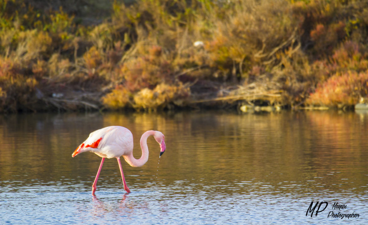 coin de camargue