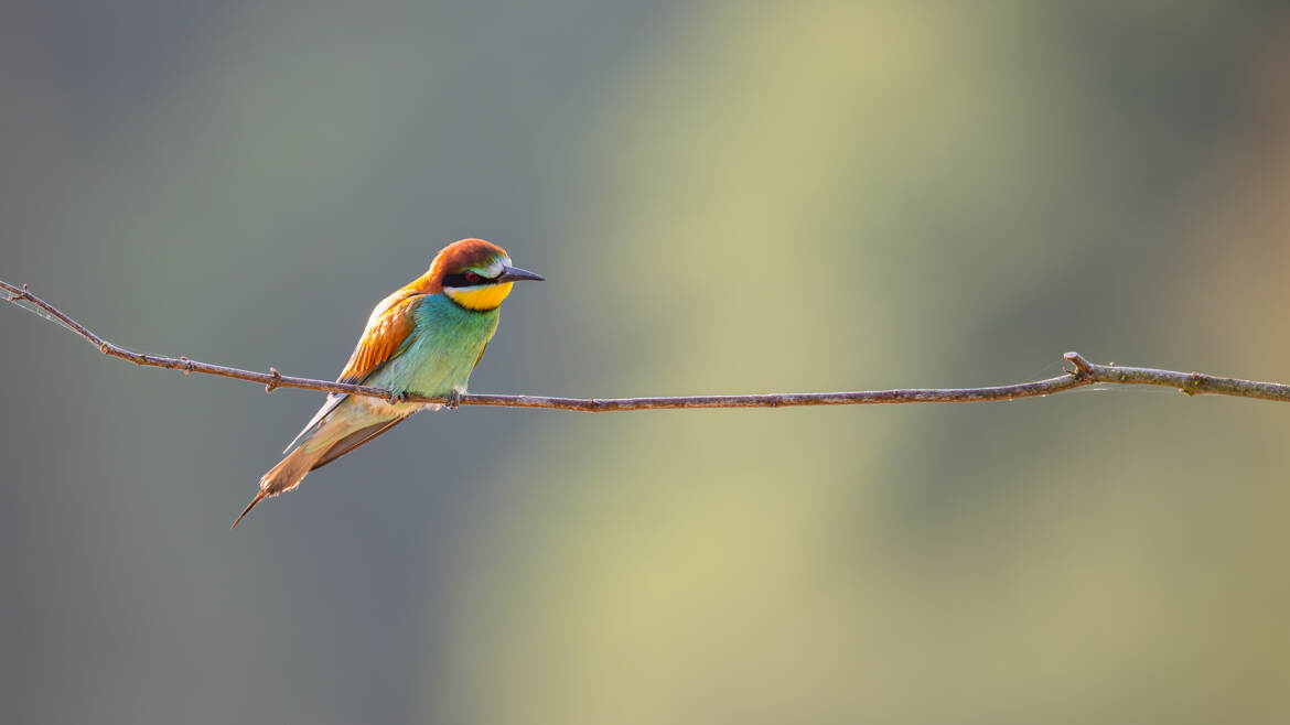 Guêpier sur son perchoir