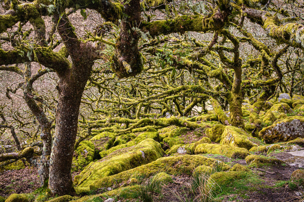 Quelques branches