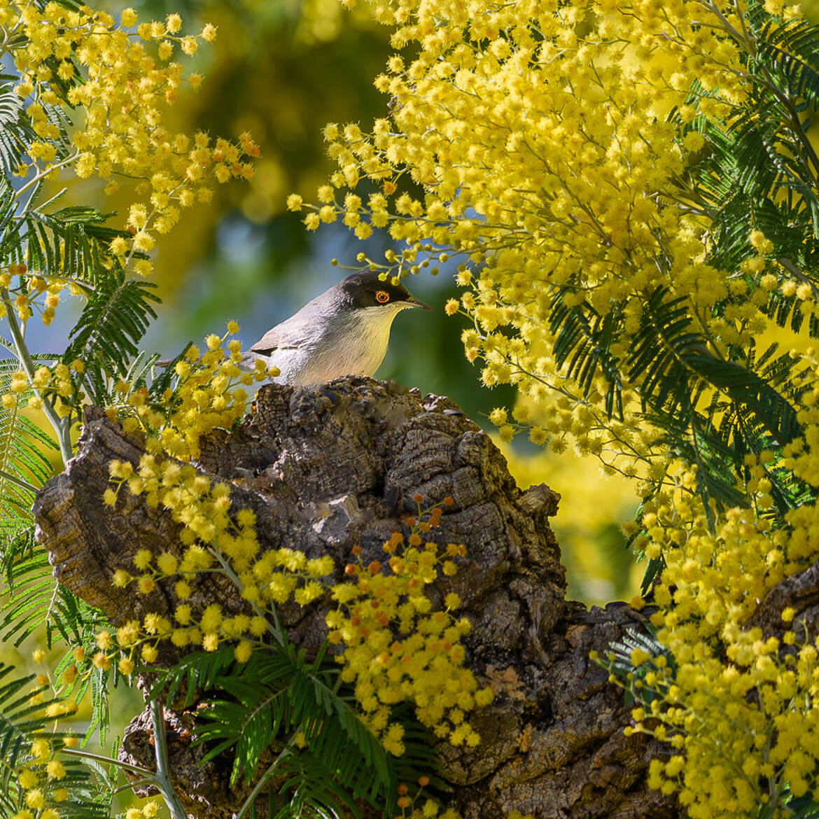 La fauvette et le mimosa...
