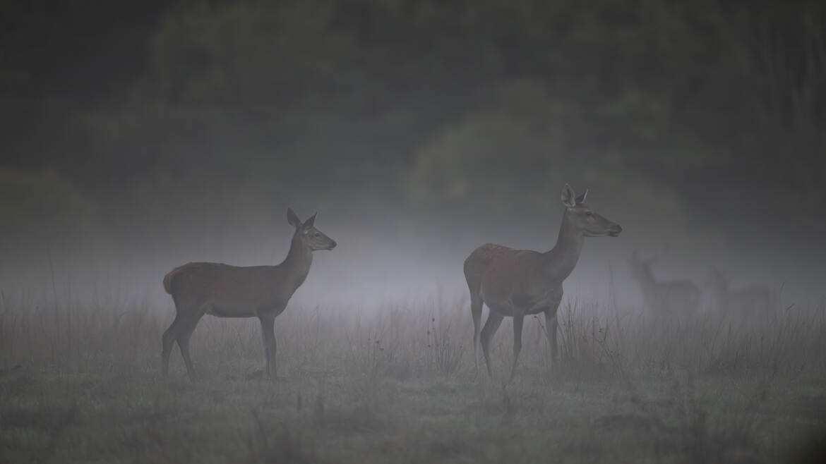 Un matin brumeux
