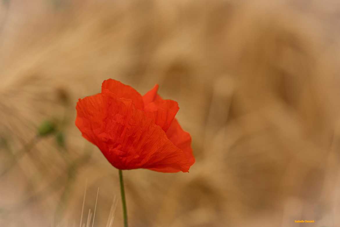 Coquelicot dans les blés