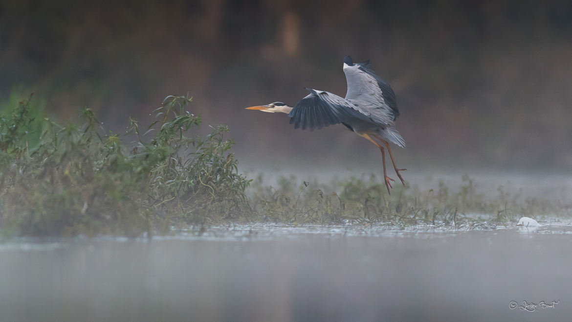 Dans la brume du matin