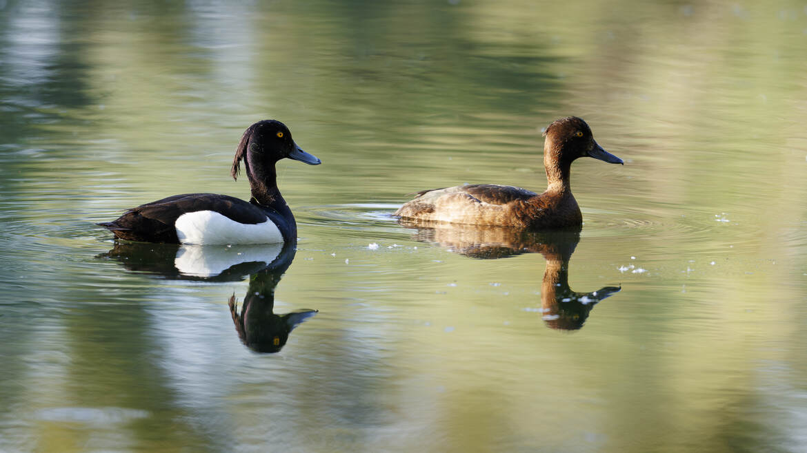 Mr. et Mrs. Fuligule morillon