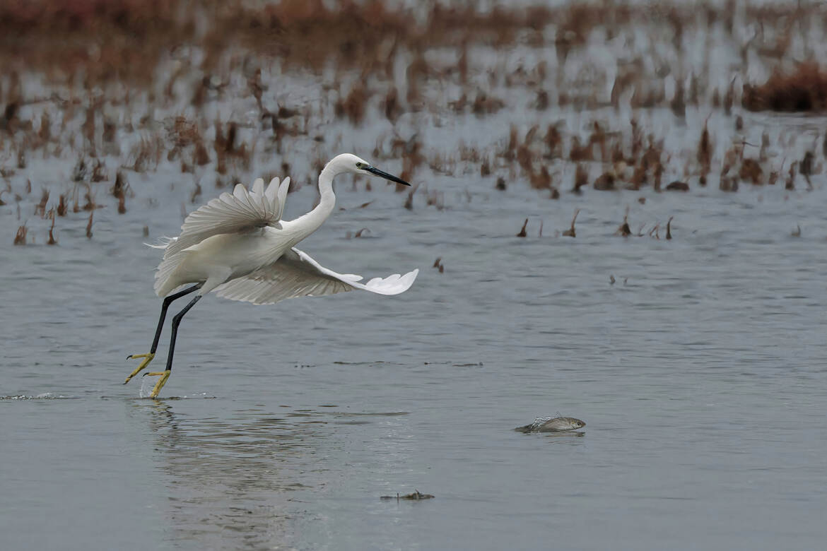 Quand tu te fais narguer...