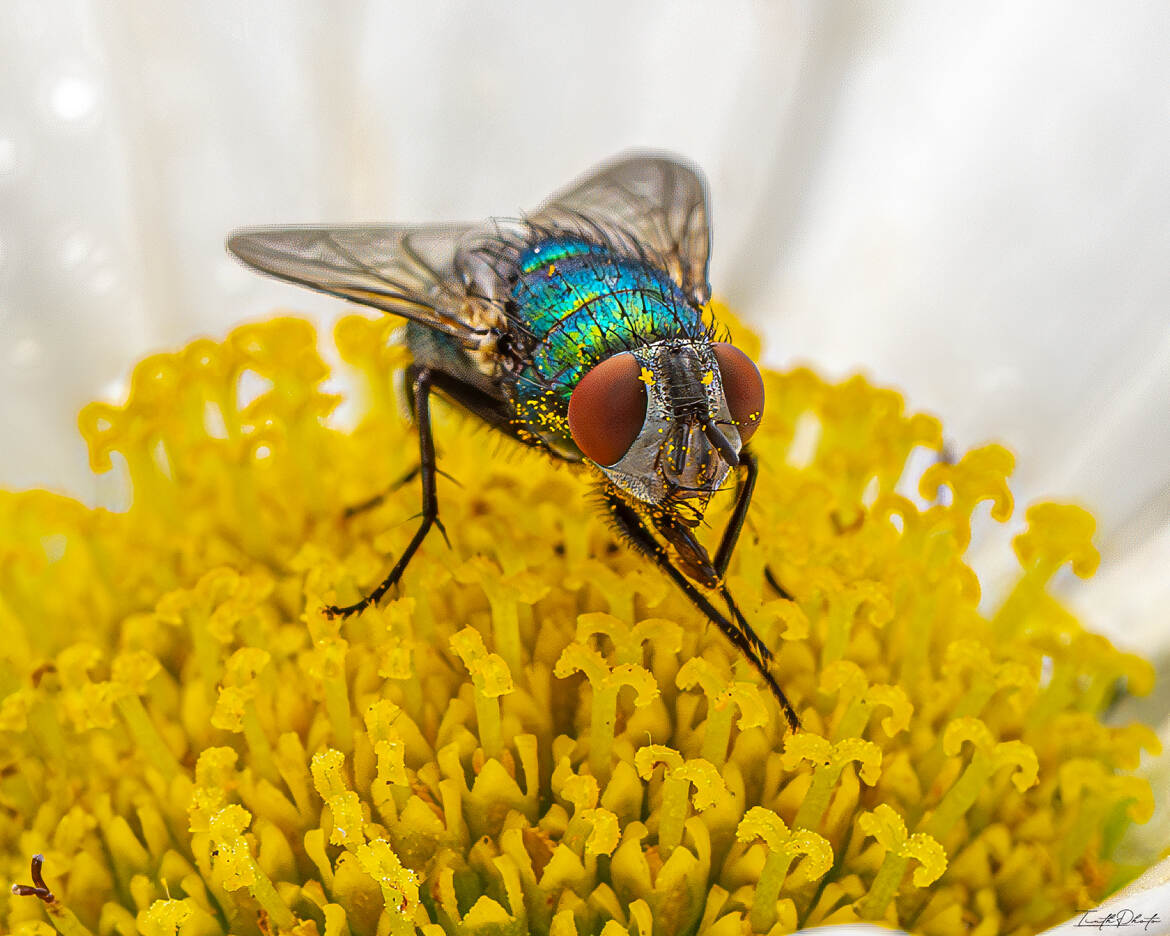 Sur un océan d'or