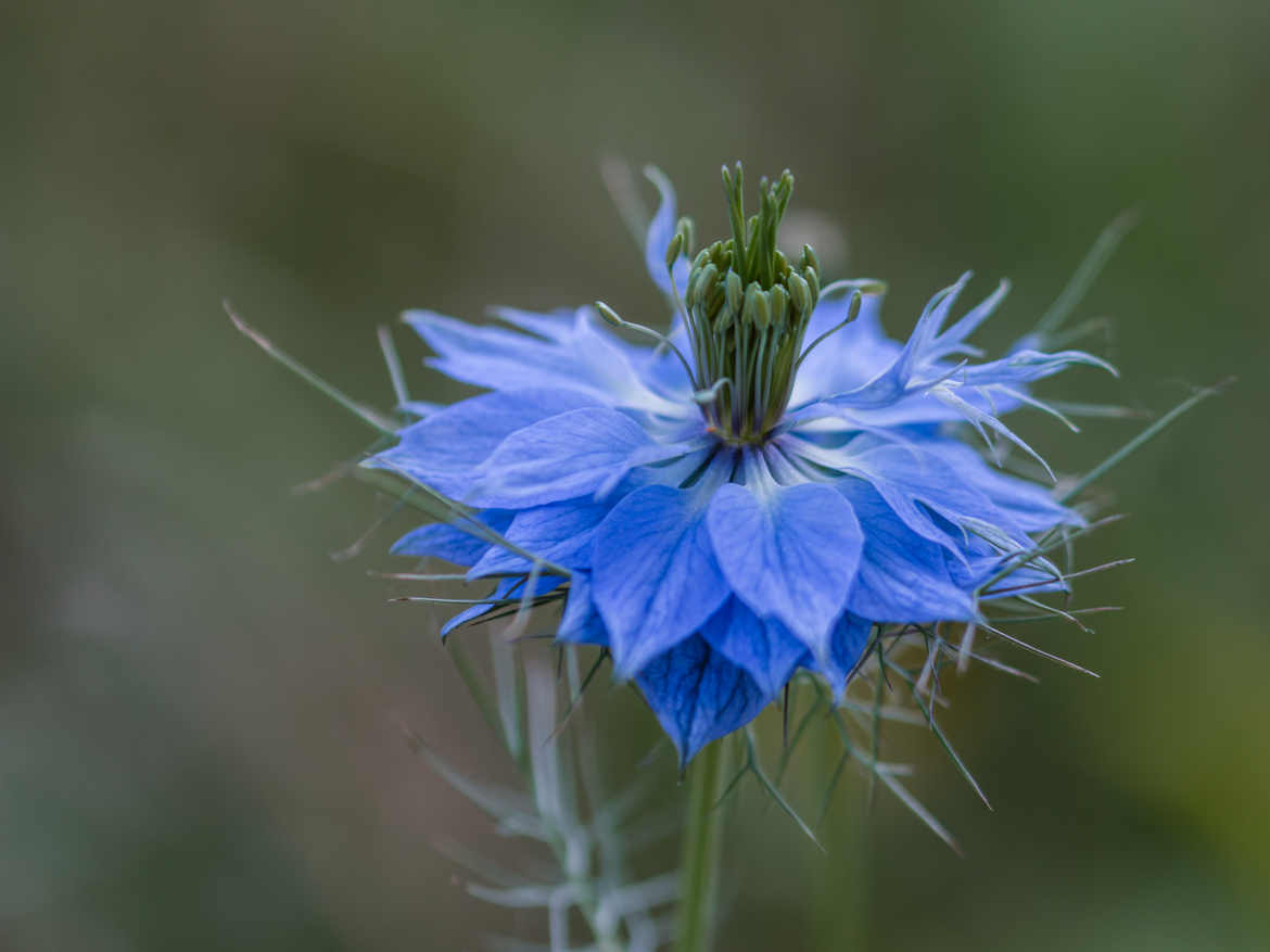 Fleur du jardin