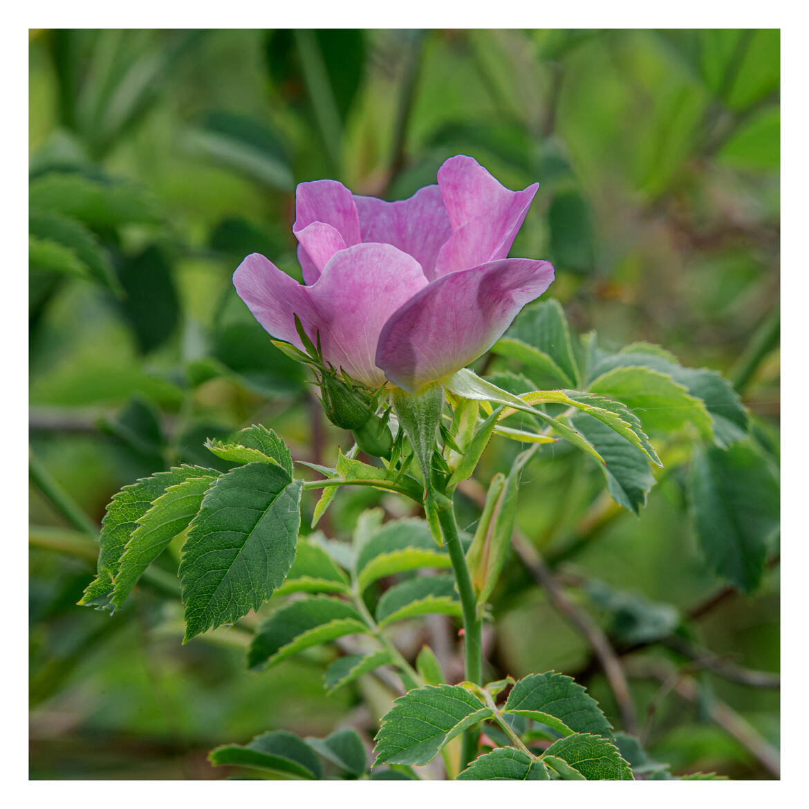 Rosier sauvage