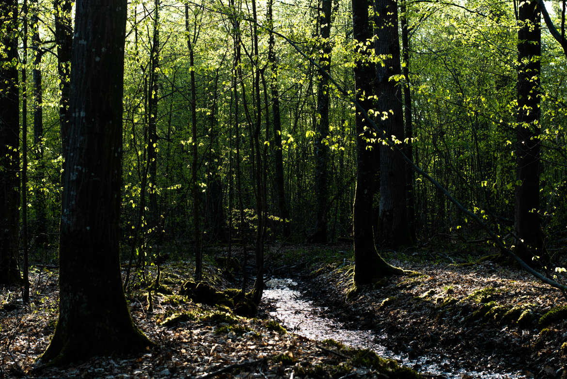 Forêt d'avril