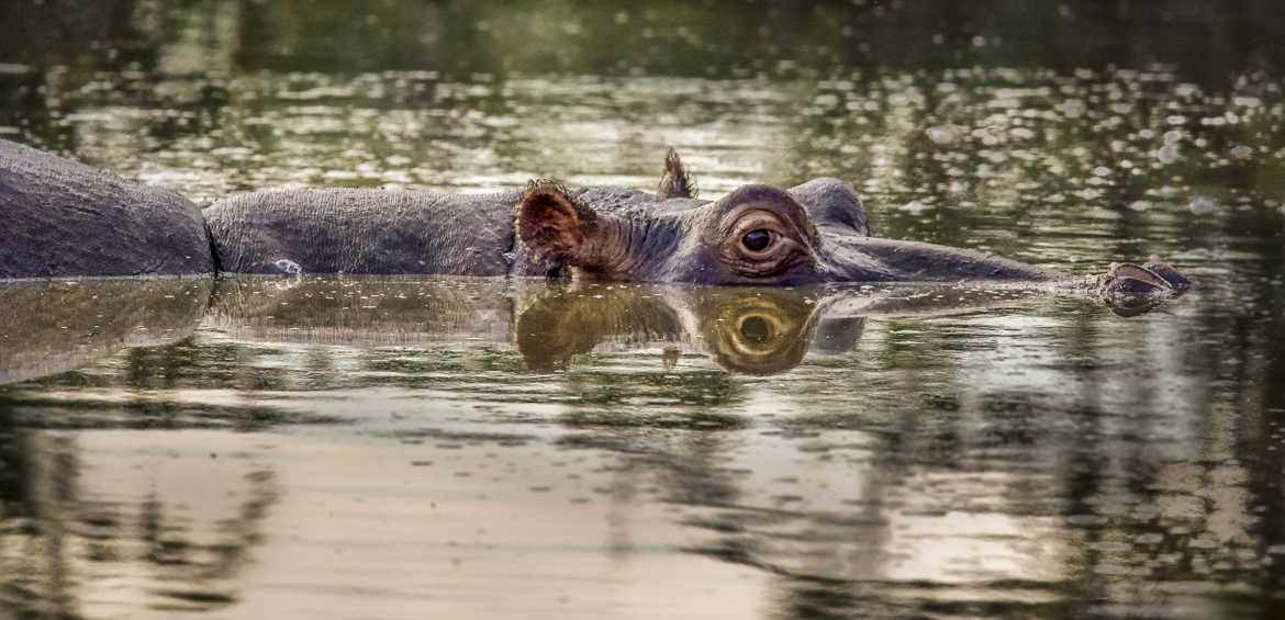 Hippo recto verso