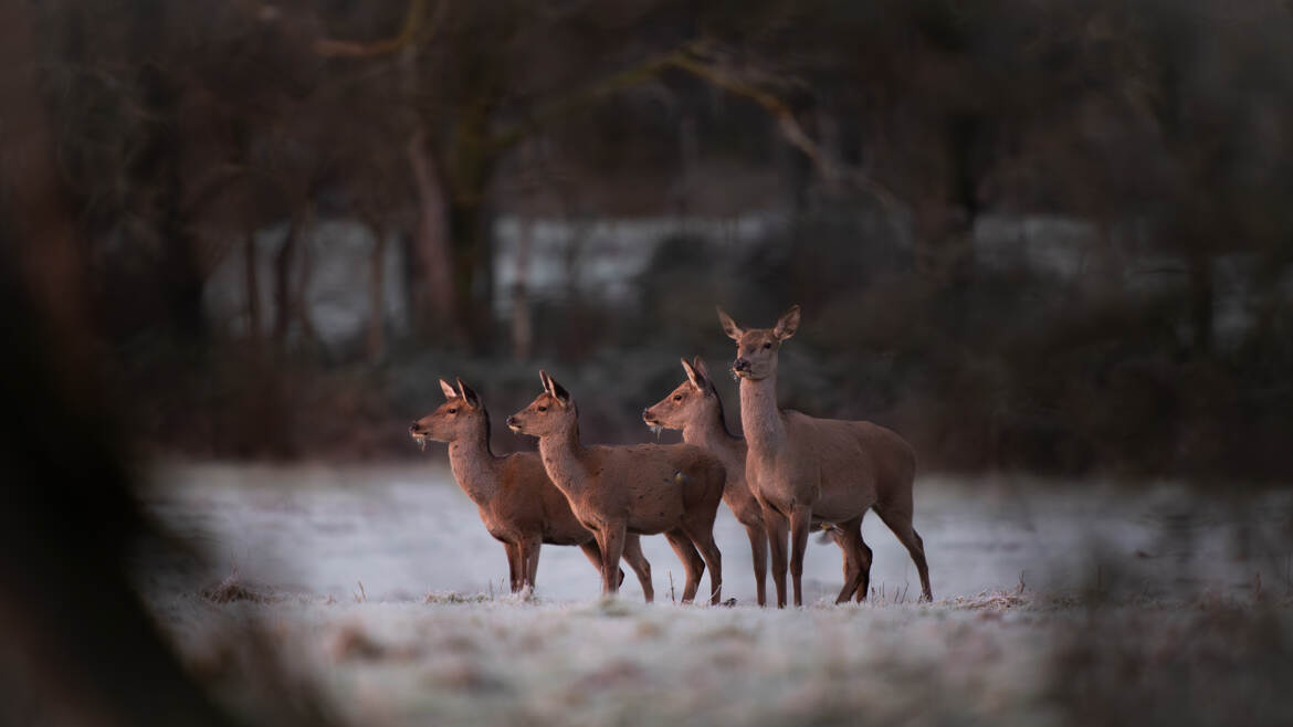 Dans une trouée forestière