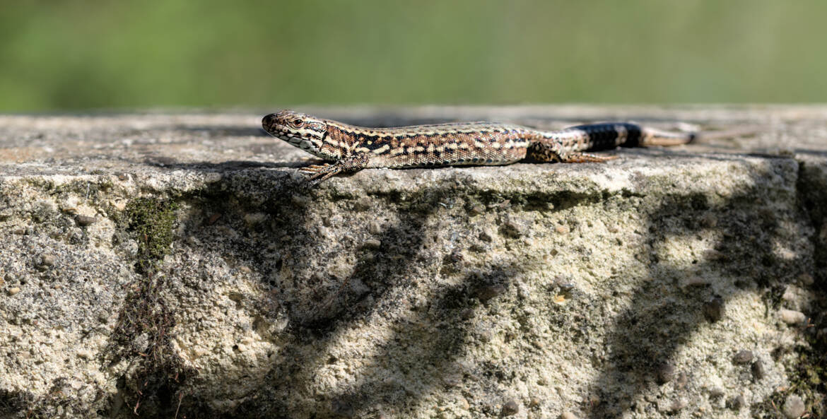 Sur le mur