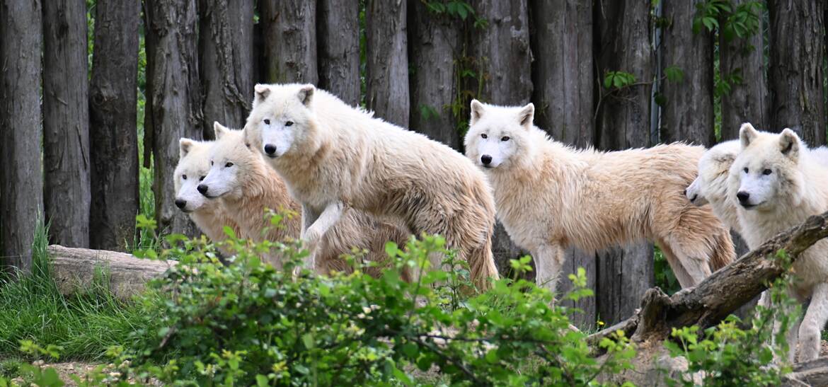 Loups blancs