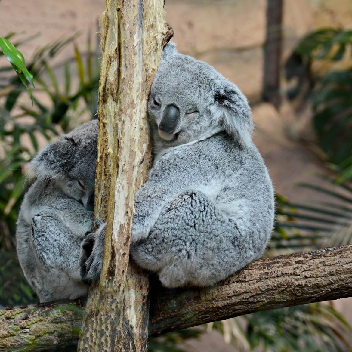 Duo de Koalas