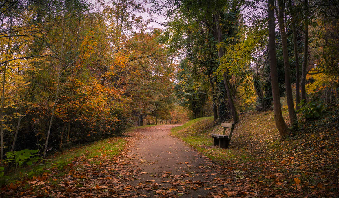 Chemin d'automne