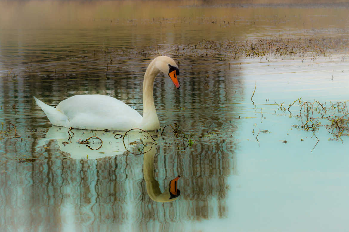 Rêve de cygne