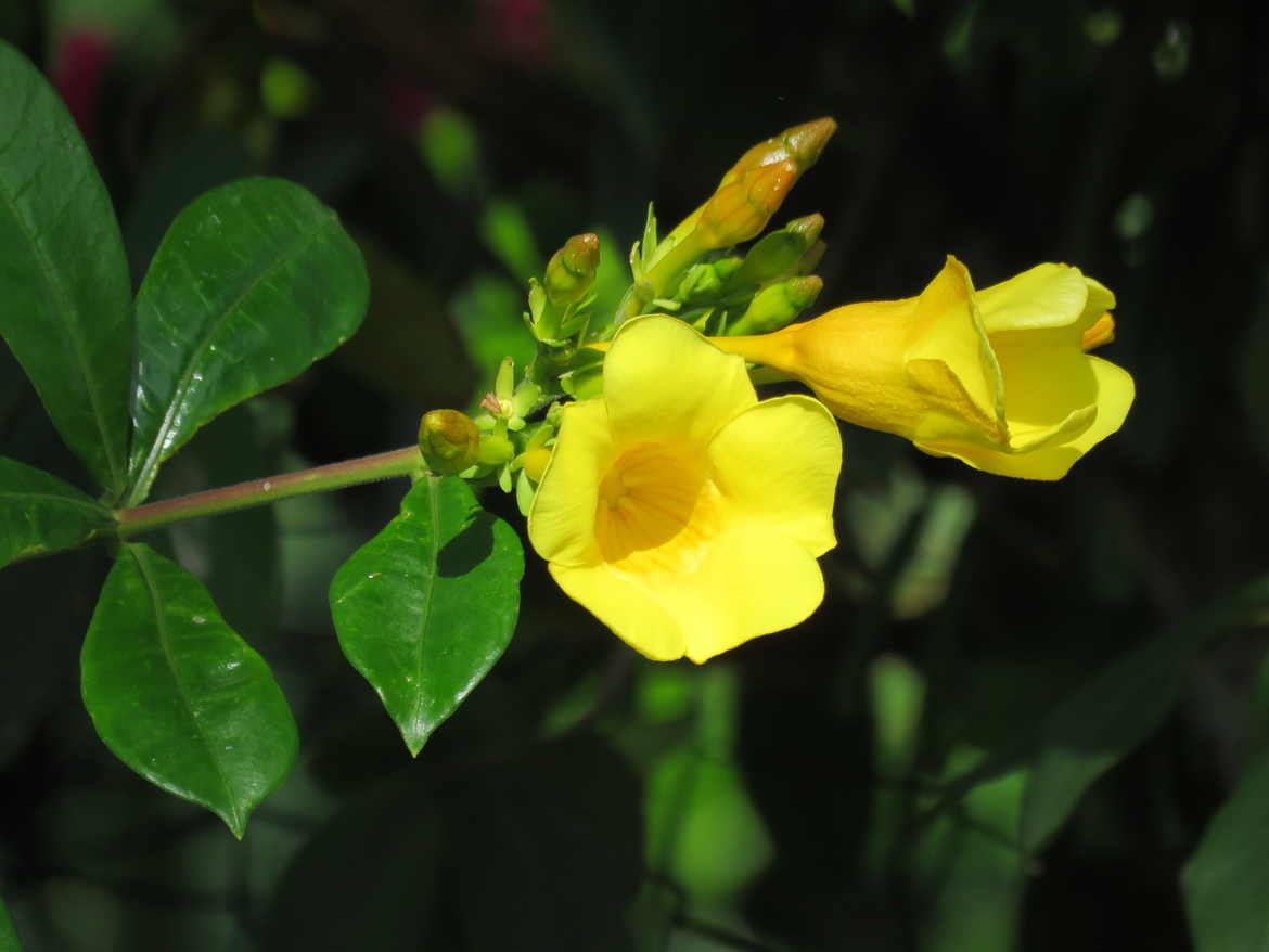 alamanda