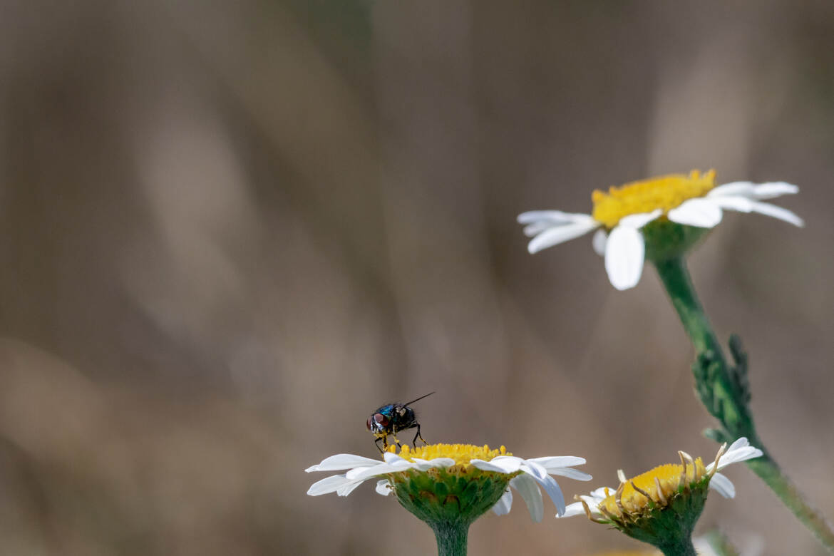 Qui prend la mouche ?