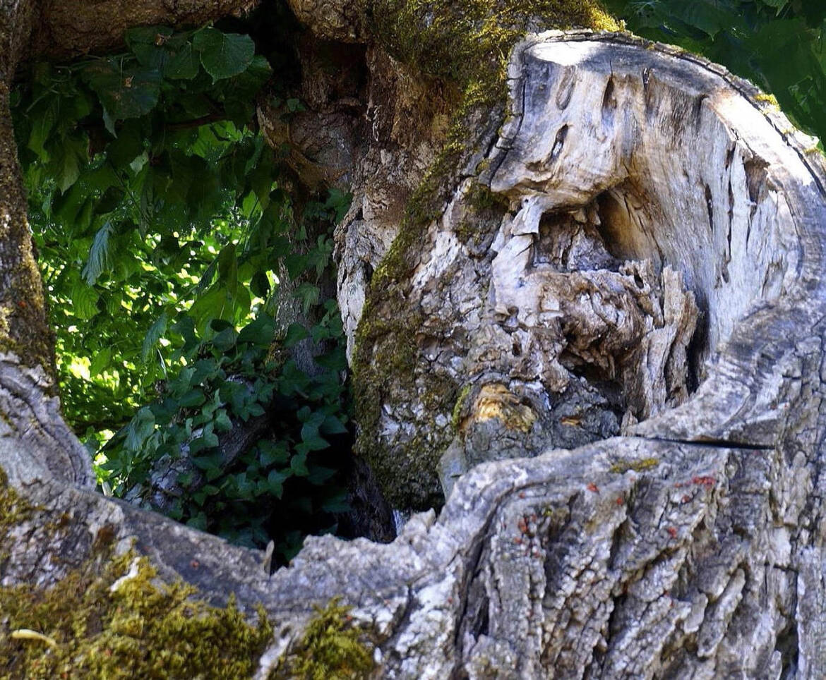 La nature est bavarde...