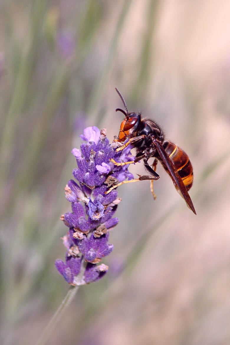 frelon à pattes jaunes