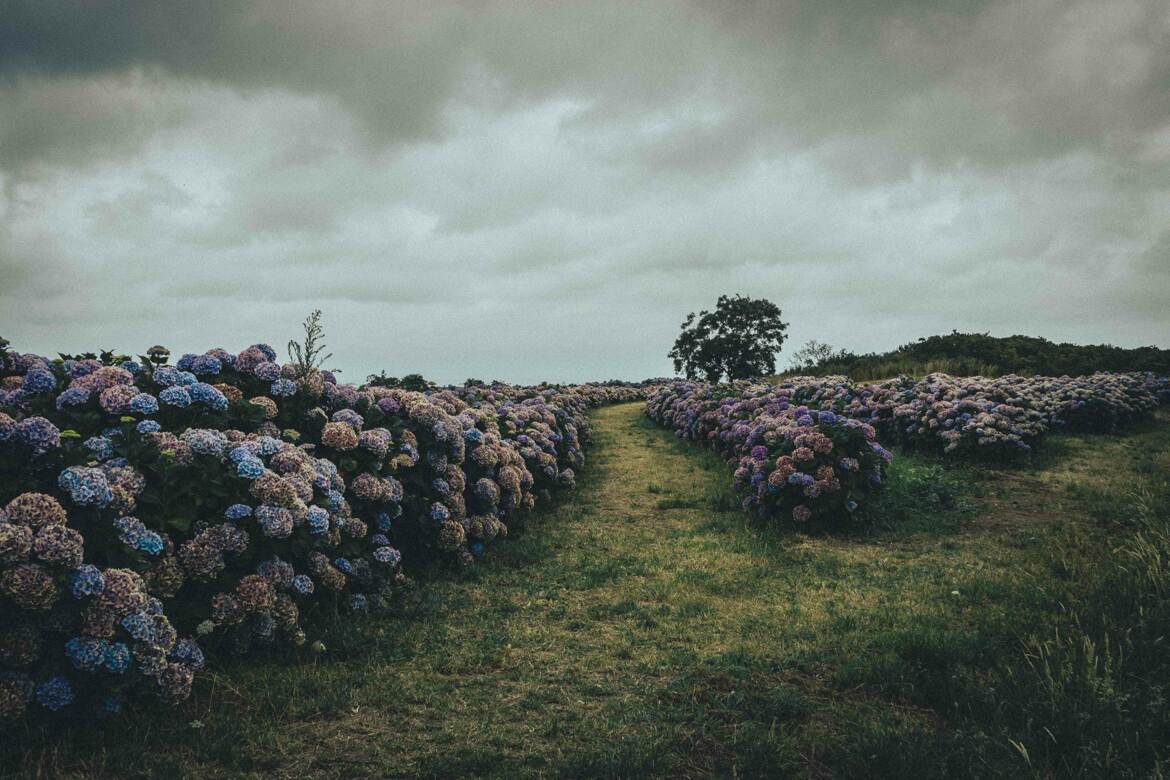 une peinture d'Hortensias