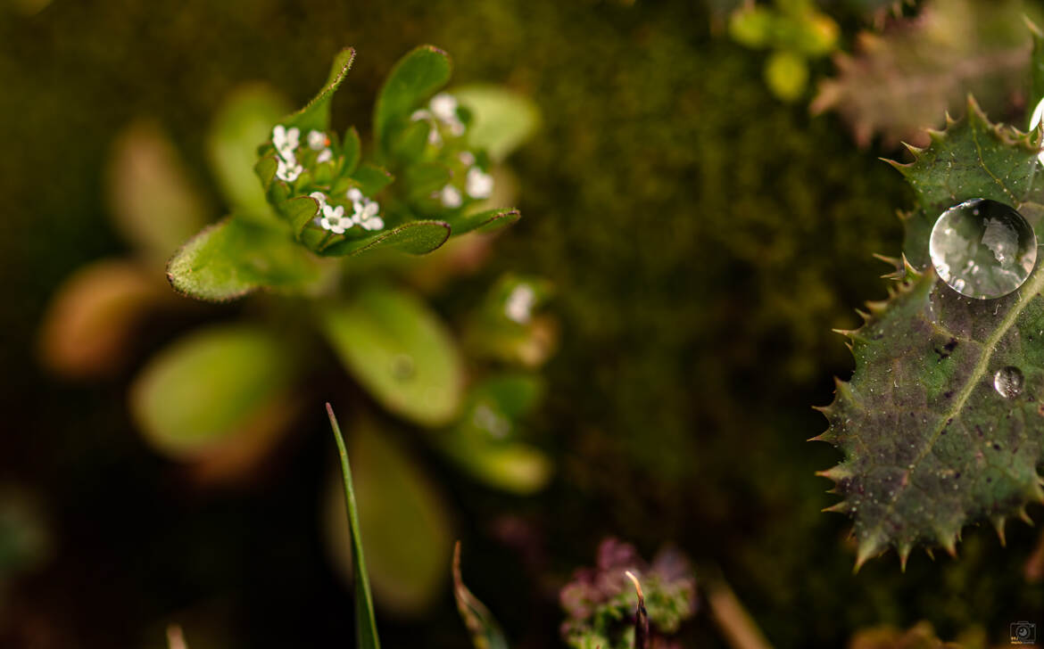 Goutte st petites fleurs