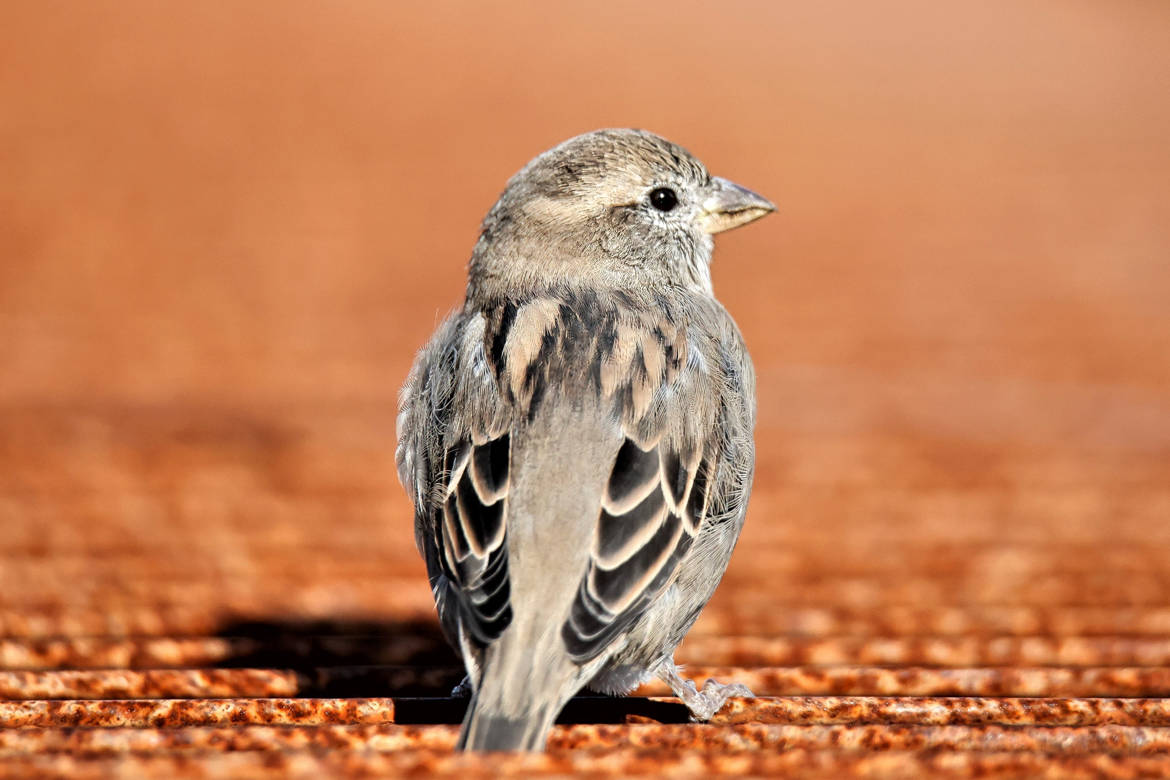 Petit moineau sur le toit