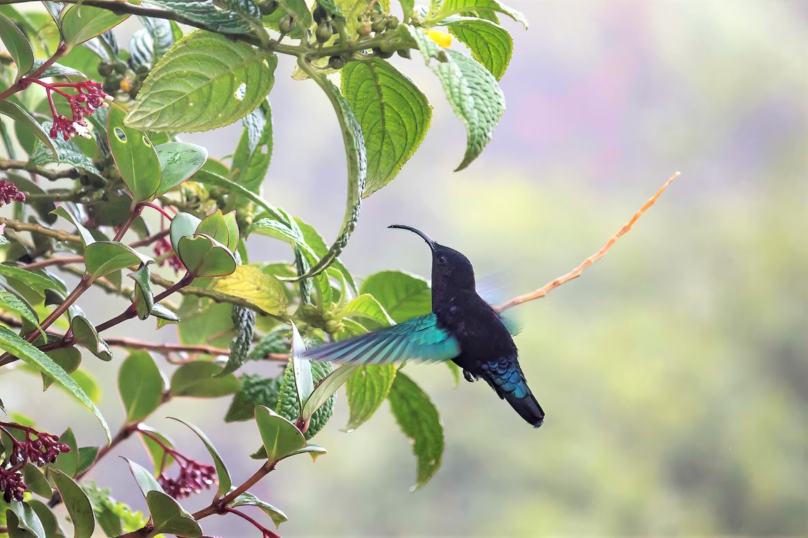 Colibri madère en Guadeloupe