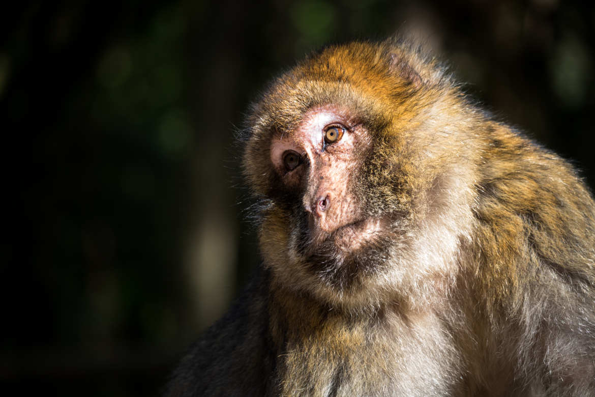Macaque de Barbarie (Magot)