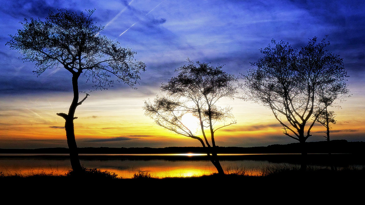 Silhouettes arboricoles