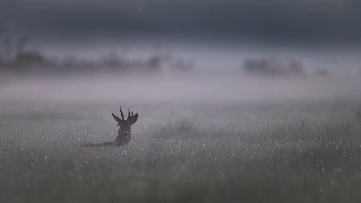 Dans la prairie embrumée