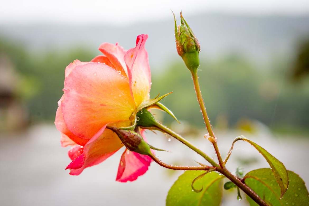 La vie en rose